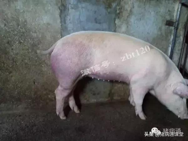 养殖：夏季常见猪病的症状诊断，养殖海参和野生海参的区别在哪里（夏季猪场这几种病都有同一相似症状）