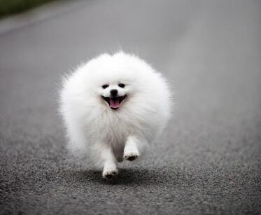 博美犬怎么养，当你决定养一只“博美犬”时（博美犬小狗多少钱一只）