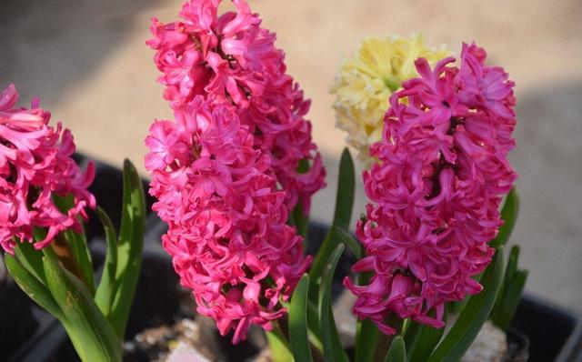 风信子水培怎么养，风信子怎么水养（风信子可以在水中养殖吗）