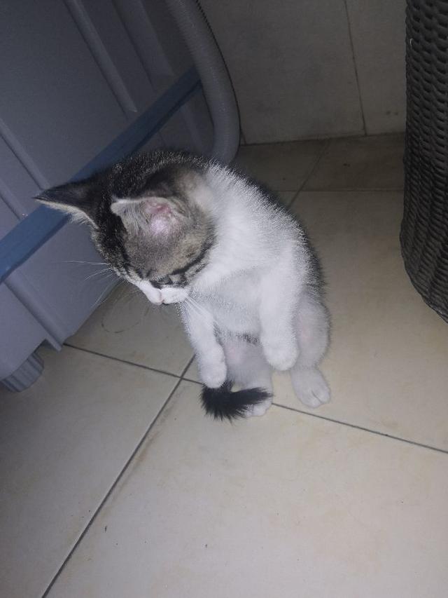 猫肉的做法大全，猫肉有什么做法（请问猫肉怎么做好吃一点）