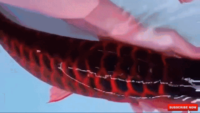 蓝龙鱼的生存环境-蓝龙鱼的简介，蓝龙鱼是热带鱼吗（看看黑龙和蓝龙！真的假的）