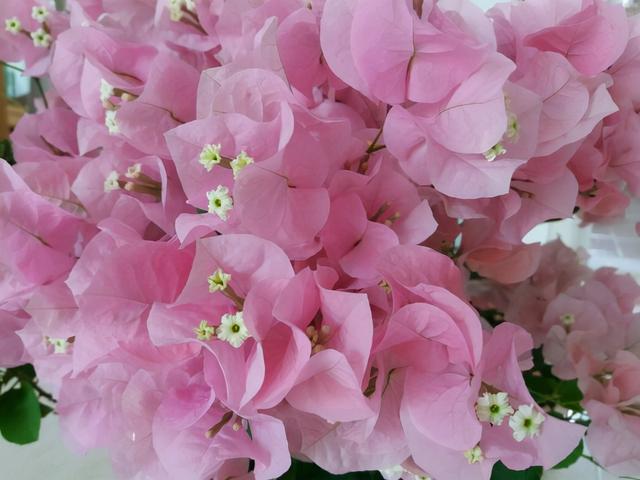 三角梅哪个品种最漂亮好看，三角梅哪个品种最勤开花？花开最美艳