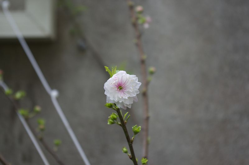 棣棠花怎样搞造型图片