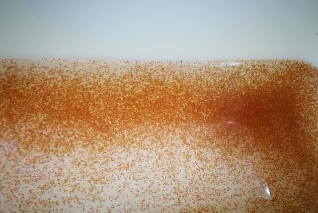 水蚤怎么养，水蚤怎么养繁殖快（一个水族鱼友玩家说的水蚤养殖方法）