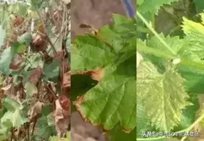 葡萄叶子发黄是怎么回事，葡萄树叶子发黄怎么办（究竟是病害、虫害、药害）