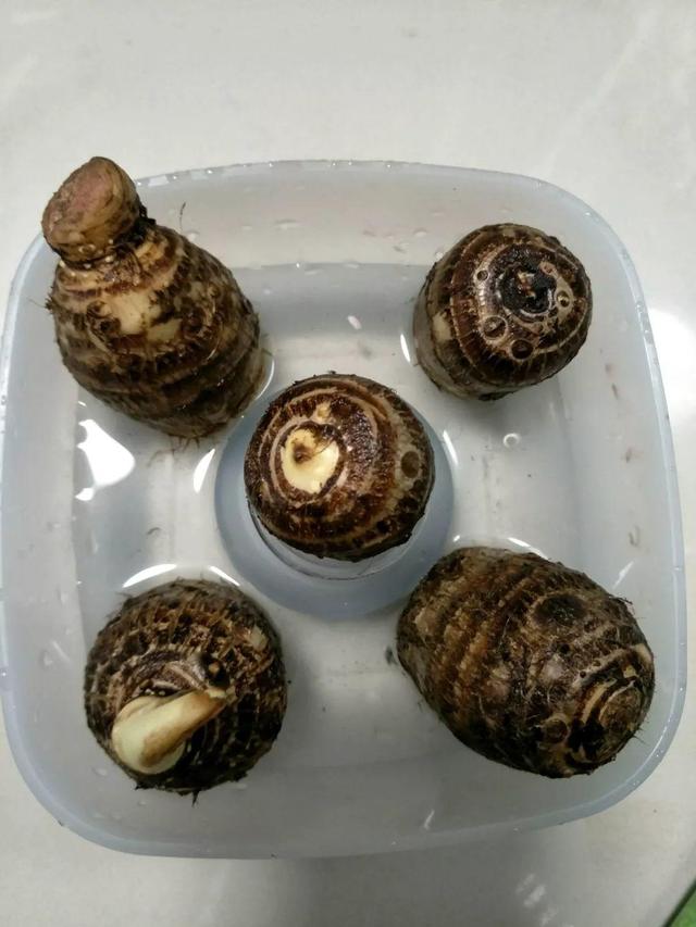 平菇种植最简单方法，平菇种植最简单的方法（喷喷水就能长）