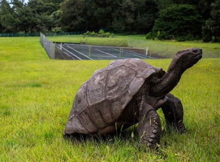 英国的国宝是什么动物，加拿大的国宝是什么动物（从道光时期活到现在）