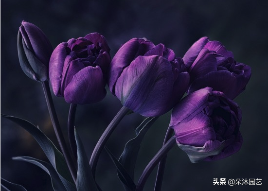 郁金香是什么颜色，郁金香代表什么（不同颜色郁金香的花语和寓意）