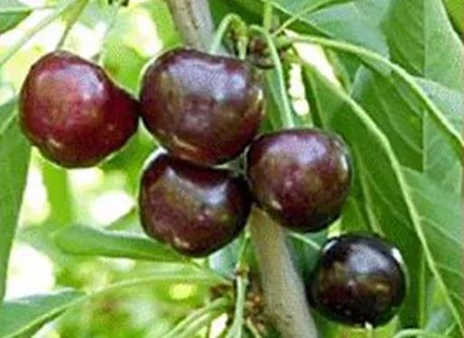 最甜的樱桃品种是哪几种，全球极具潜力的十个甜樱桃品种