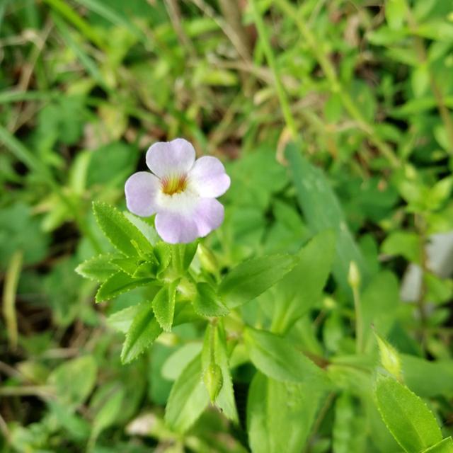 法香是什么菜，法香是香菜吗（这12种香料盆栽）
