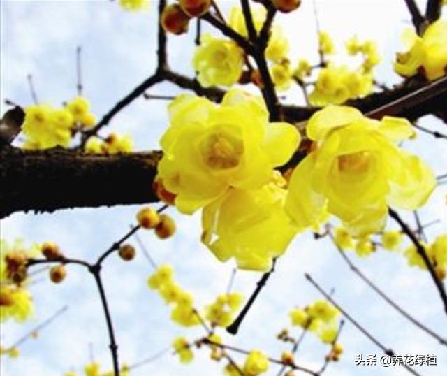 腊梅的花语和象征是什么，腊梅的花语到底是什么（正是腊梅含苞待放时）