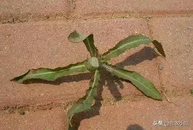 碱蓬菜的功效与作用，碱蓬的功效与作用（山野菜大全）