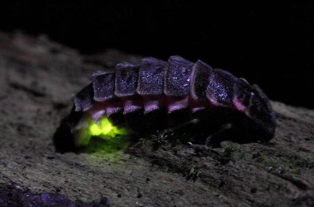 为什么萤火虫要吃蜗牛，为什么萤火虫要吃蜗牛壳（浪漫的萤火虫还有多少不为人知的一面）