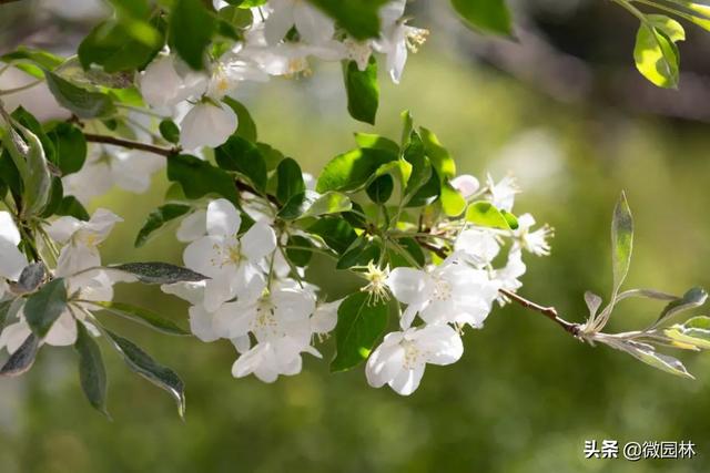 敛声息语的意思，敛声息语的意思是什么怎么造句（园林线上课堂<45>）