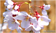 中国樱花有几个品种，中国樱花树品种（这81种樱花）