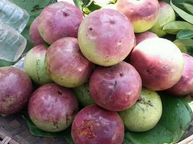 紫色的水果有哪些，粉红色的水果叫什么梅（7种高颜值紫色果子）