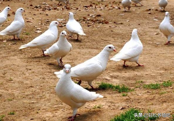 鸽子毛滴虫症状，毛滴虫是怎么样的症状（鸽子常见的四种寄生虫病）