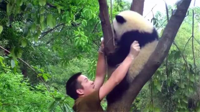 熊猫为什么喜欢抱大腿,熊猫抱大腿(大熊猫躲在树顶不回家) 熊猫为什么喜欢抱大腿,熊猫抱大腿(大熊猫躲在树顶不回家)