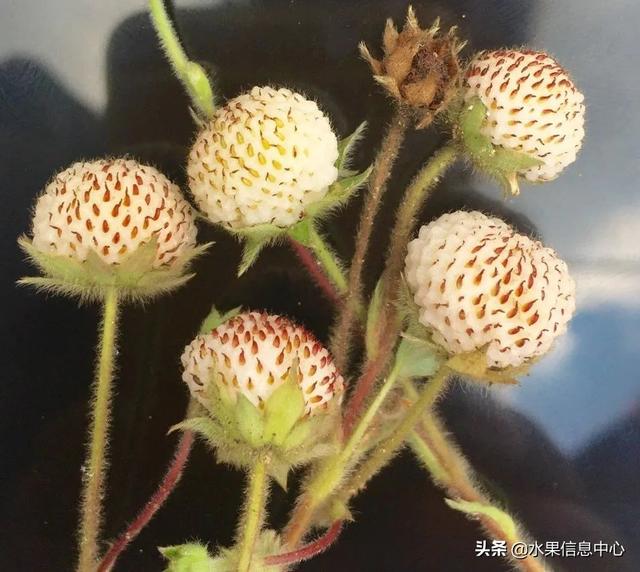 醋柳果的功效与作用，醋柳果的功效与作用及禁忌（国内有哪些小众特色水果）