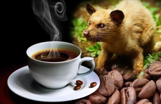 猫屎咖啡的由来，猫屎咖啡的由来视频（世界上最贵的“猫屎咖啡”）