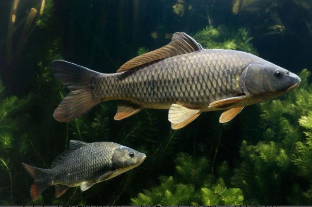 浮钓草鱼的基本要求