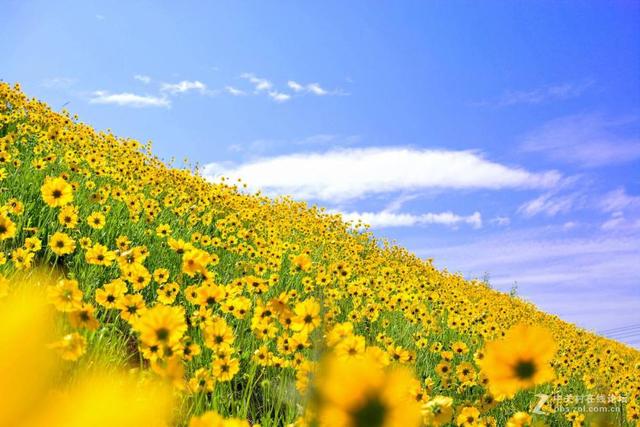 太阳花的花语是什么，太阳花的寓意和花语（）