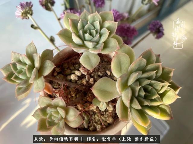 多肉植物图片，感恩相遇，余生相互关照（若绿多肉植物图片）