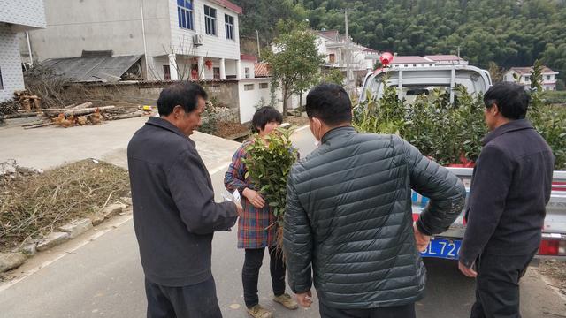 油茶苗价格多少钱一棵，油茶苗多少钱一棵（茶树3毛5一棵油茶树2元一棵）