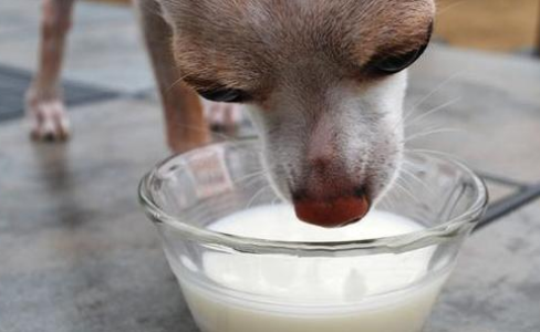 狗狗能喝纯牛奶吗，金毛可以喝纯牛奶吗（养狗一定要牢记“七不要”）