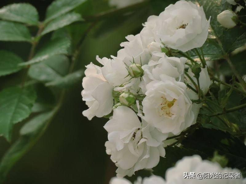 情人节送花花语，情人节送花语言（这些鲜花代表的爱情花语你知道了吗）