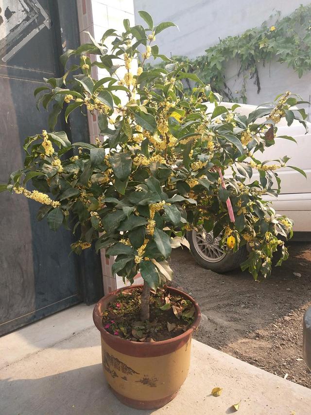 桂花叶尖枯焦是什么原因，桂花叶尖枯焦是什么原因造成的（秋天桂花长势不良）