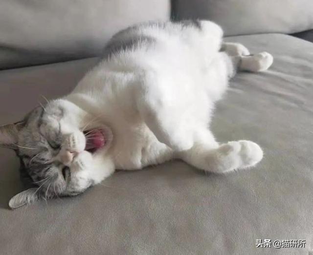 怎么防止猫咪抓沙发，怎么防止猫咪抓沙发跑（终于找到让猫咪不挠沙发的办法了）