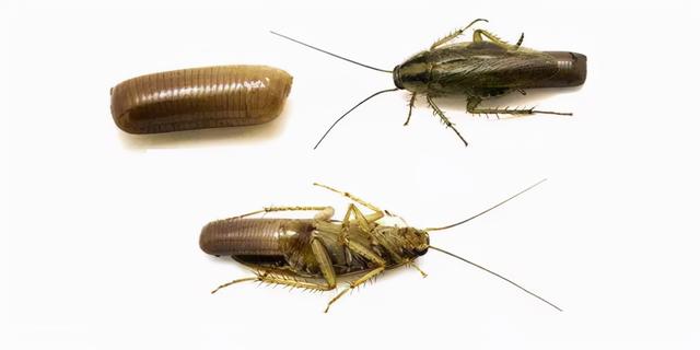 卫生间出现蟑螂的原因（了解了它的“死穴”）