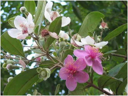 湖南有哪些特色水果，湖南人最全山里野果子