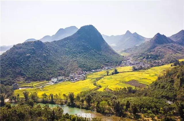 油菜花开的季节，适合家庭室内养的花与绿植（2019年全国油菜花开放时间表）