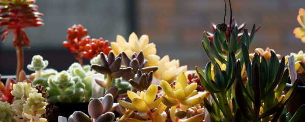 怎样养多肉植物，多肉植物盆景的养殖方法（多肉植物怎么养殖）