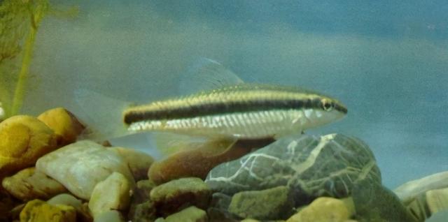 淡水观赏鱼种类，淡水观赏鱼的种类大全！（中国淡水观赏鱼图集<一>）