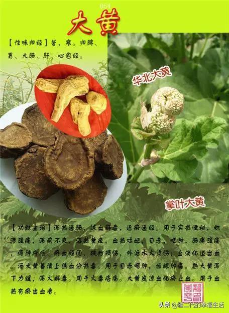 常见中草药图谱，中草药经典图谱（让你知道常用药都长啥样）