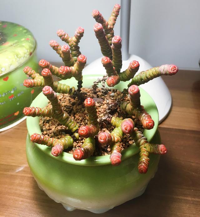钱串子花的养殖方法和注意事项,钱串子花养殖方法和注意事项(家里全是