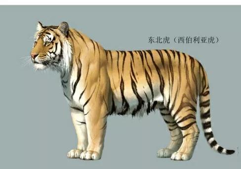 虎的九个亚种你都知道了么-大恒文化