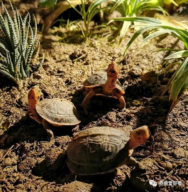 水龟半水龟陆龟 的区分方式，水龟半水龟陆龟（半水龟偏陆还是偏水）