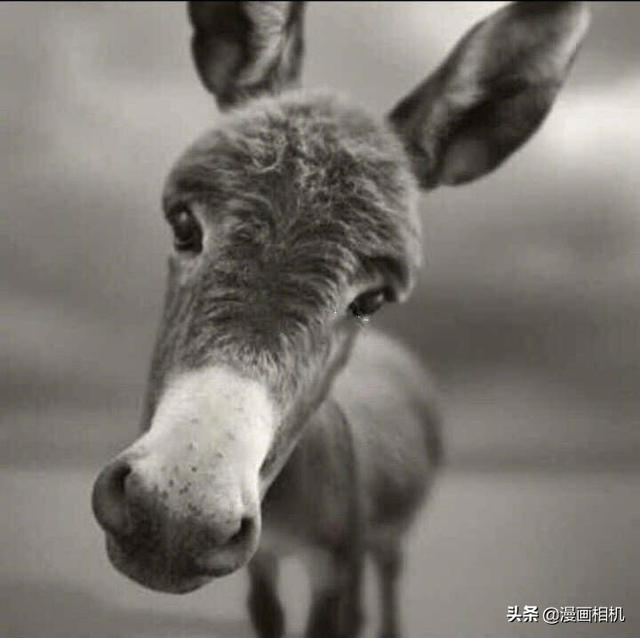 渣男头像表情包微信，渣男头像表情包（渣男常用的微信头像排行榜）