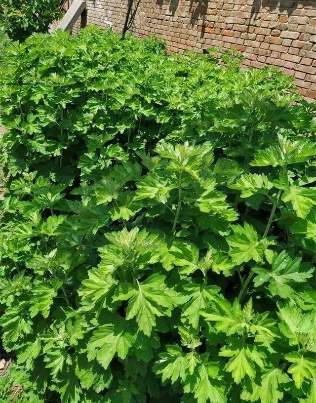 艾草能驱蚊子吗，艾草驱蚊吗（比花露水还管用）