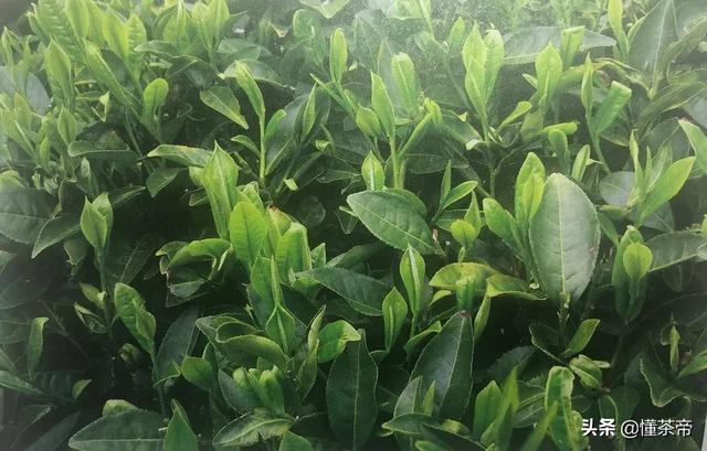 太姥山的资料，太姥山是哪里的（你知道白茶都是什么树种做的吗）