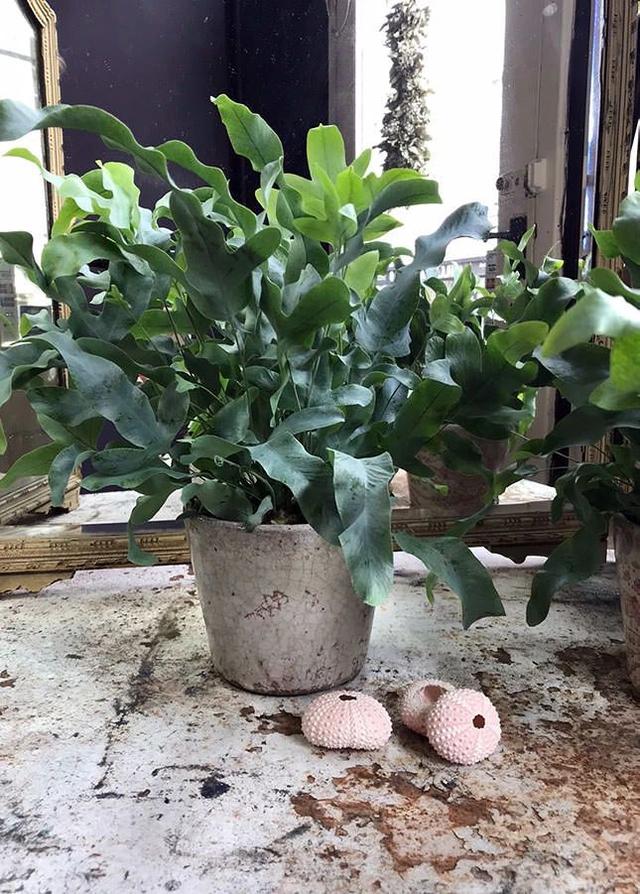 黑叶芋，这些网红植物都可以养室内（黑叶芋小仙女）