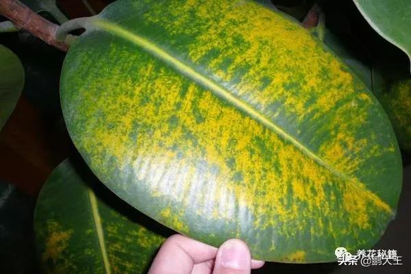 橡皮树的寓意是什么，花匠带你养花之橡皮树养护知识大全