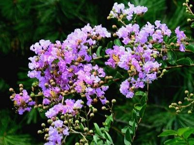 紫薇怎么种植，种植紫薇的方法（紫薇花的养殖方法）