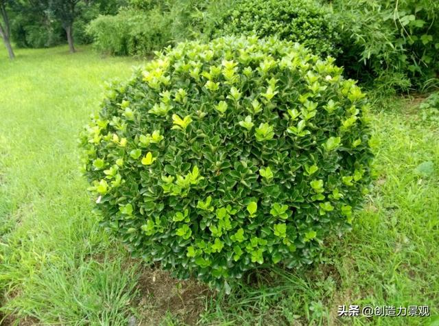 常绿灌木有哪些，这21种你见过吗，常绿灌木有哪些（10种常见的常绿灌木你都知道吗）
