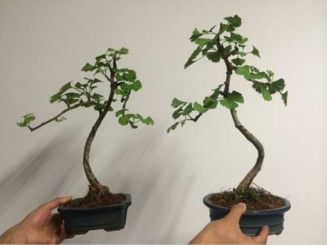 柔荑花序不一定是下垂的,但一定是单性花。，A.正确B.错误（银杏盆景掌握“习性”）