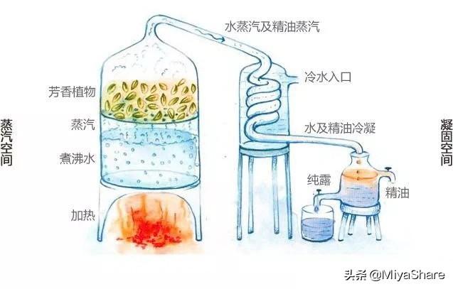 玫瑰果油可以天天用吗，玫瑰花果油可以每天使用吗（为什么说精油对皮肤刺激性更大）
